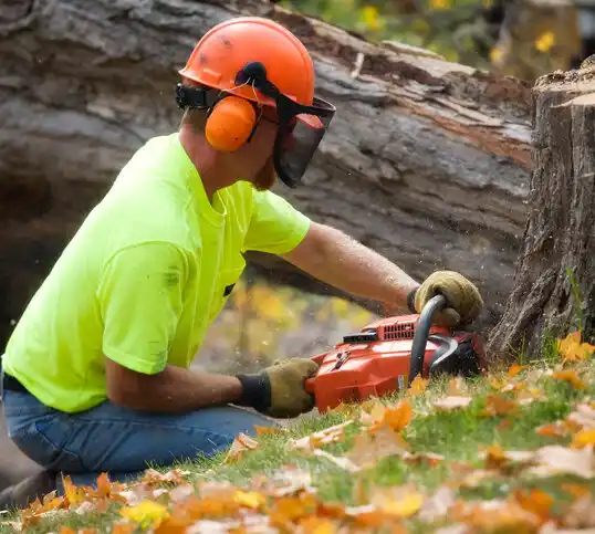 tree services Cochituate